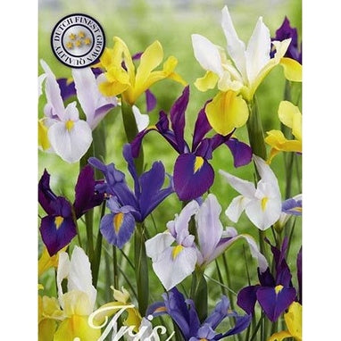 Iris Hollandica Mix 40-pack
